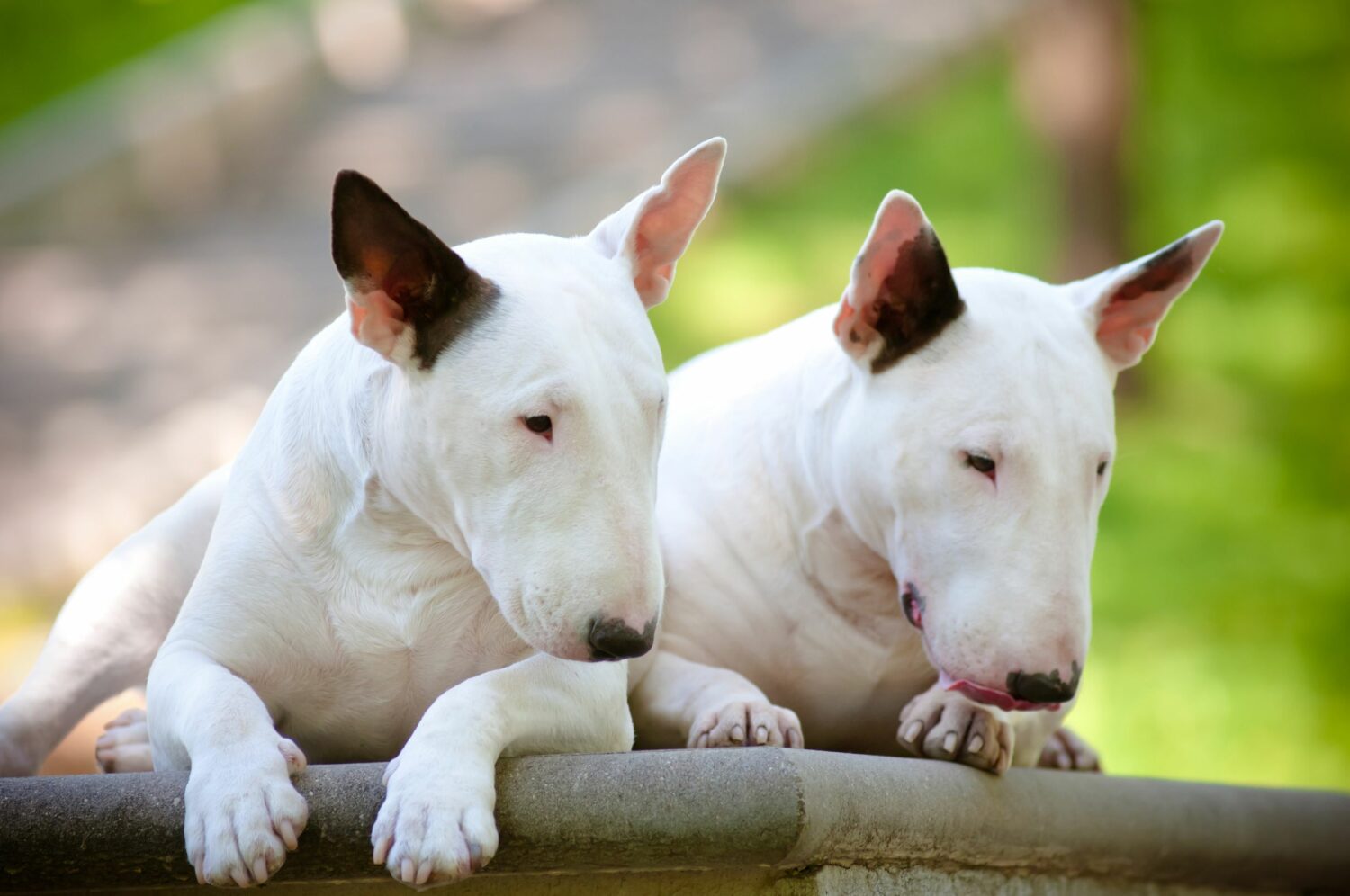 Zwei Bullterrier in Nahaufnahme