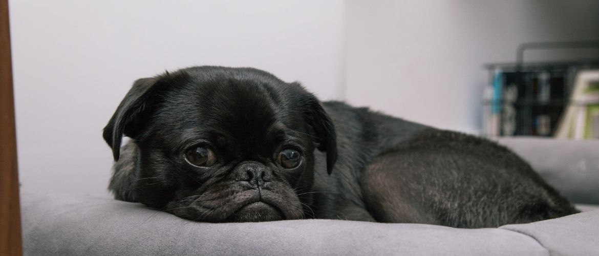 Bestes Hundebett: Französische Bulldogge liegt auf einem Hundebett