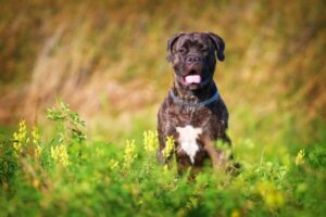 Bullmastiff Steckbrief Charakter Wesen Und Haltung