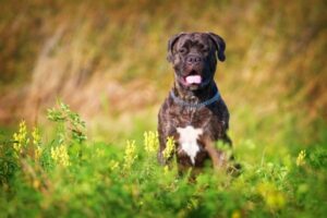 Bullmastiff im Rasseportrait