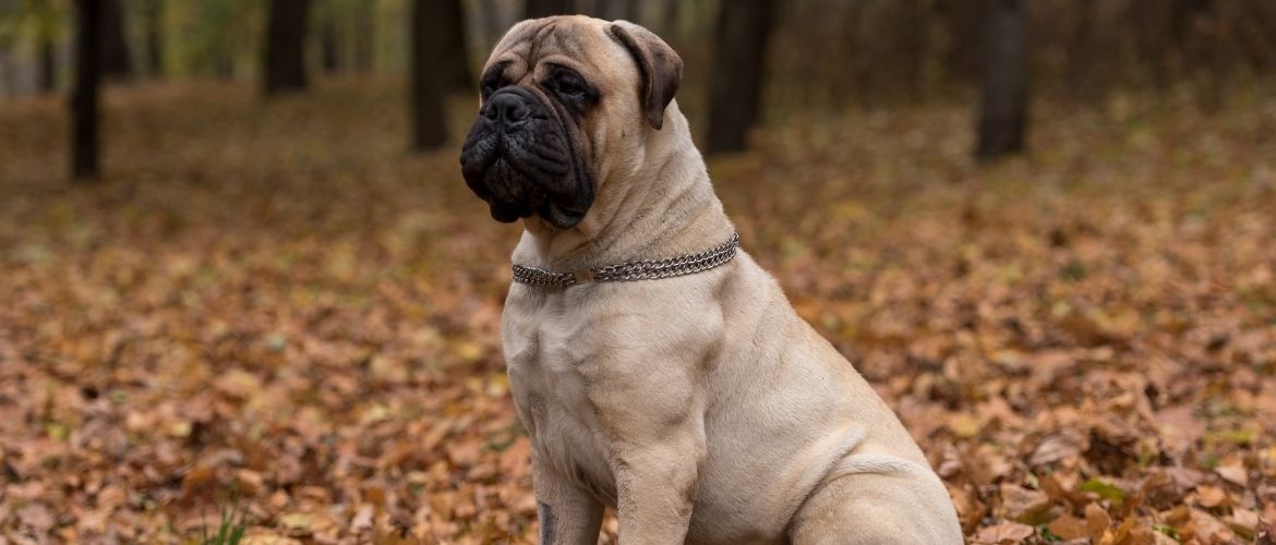 Bullmastiff im Rasseportrait