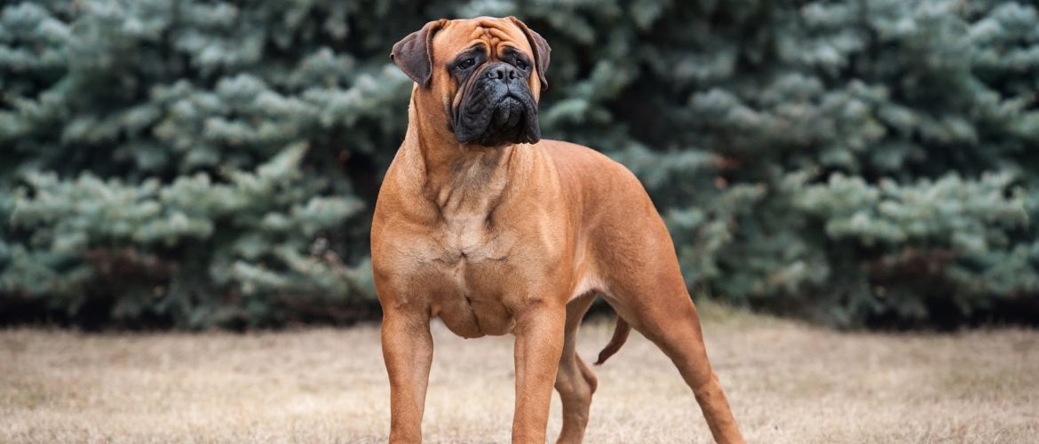 Bullmastiff von Vorne