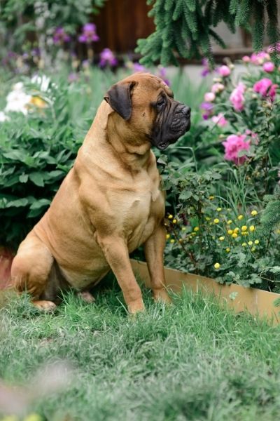 Bullmastiff Steckbrief Charakter Wesen Und Haltung