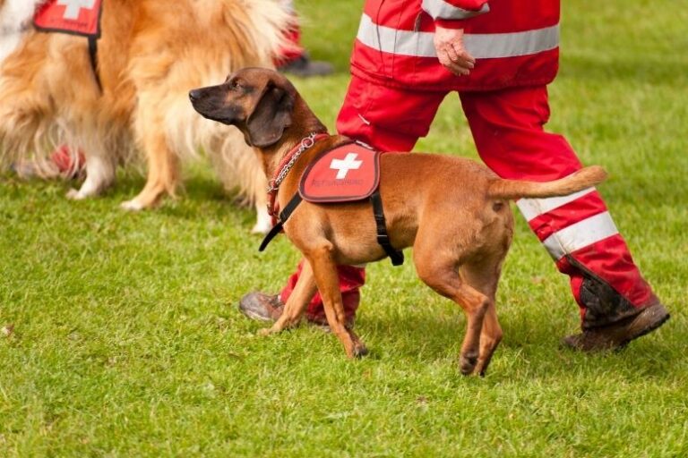 Bundesverband Rettungshunde – Aufgaben der Mensch-Hund-Teams