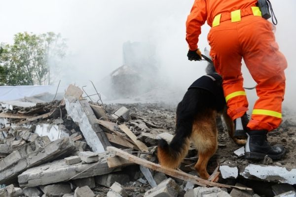 Bundesverband Rettungshunde bei Suche in Trümmern