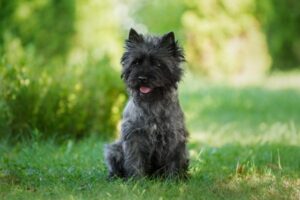 Cairn Terrier im Rasseportrait