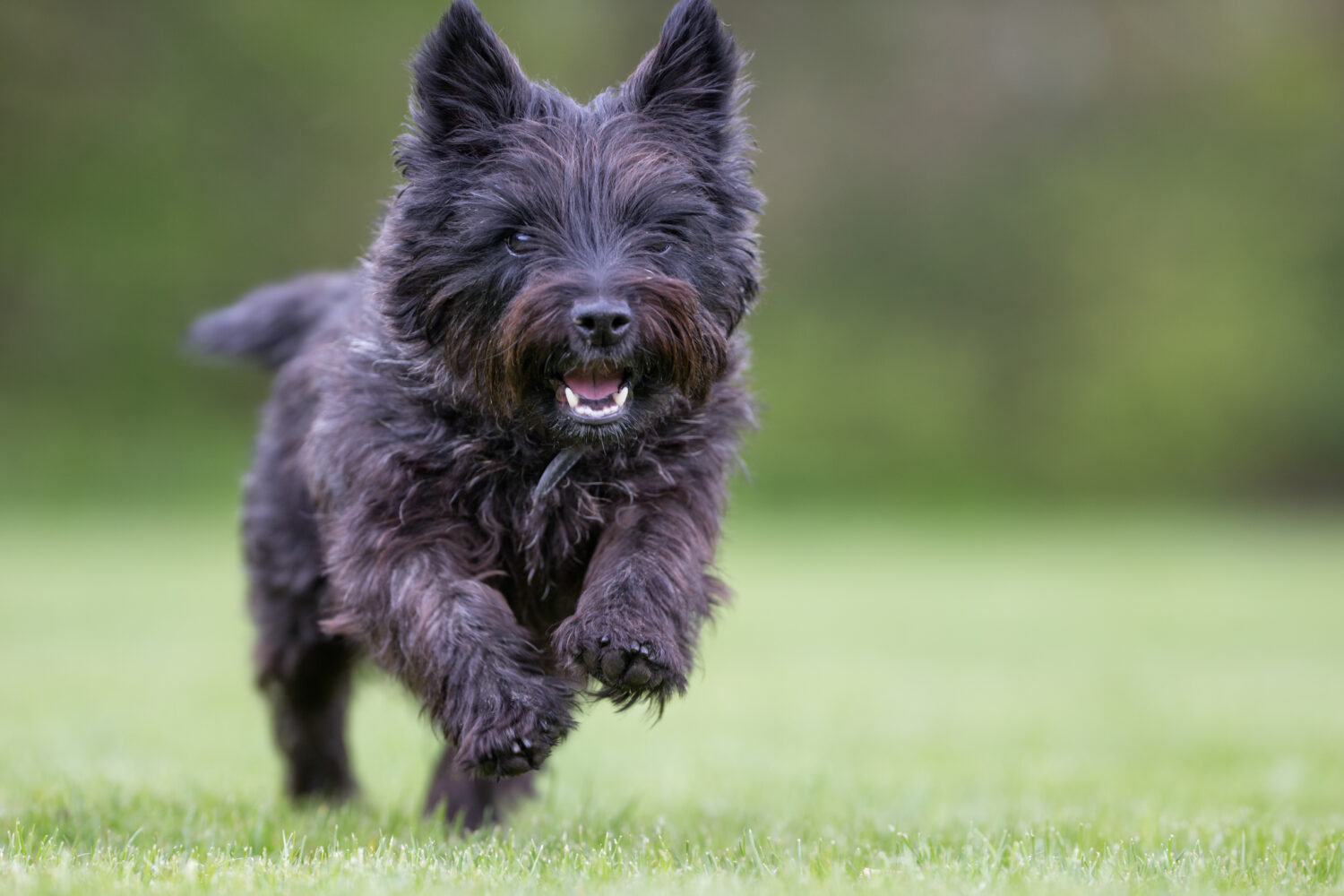 Cairn Terrier im Rasseportrait