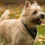 cairn terrier im wald