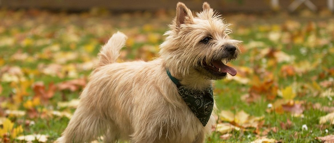 cairn terrier im wald