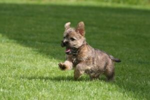 Cairn Terrier im Rasseportrait