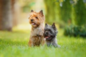 Cairn Terrier im Rasseportrait