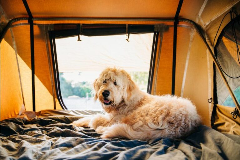 Camping mit Hund: das musst Du beachten!
