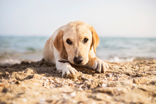 Camping mit Hund: Labradorwelpe mit Stock im Maul liegt am Strand