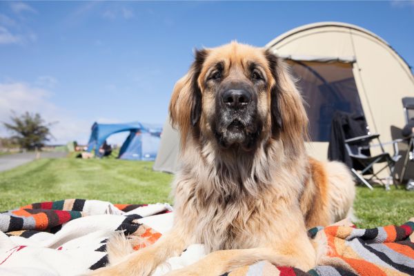 Camping mit Hund: Langhaariger Hund liegt auf Decke