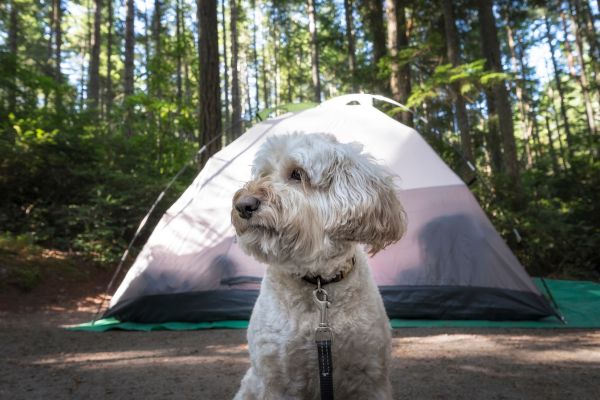 Camping mit Hund: weißer Hund sitzt vor einem Zelt