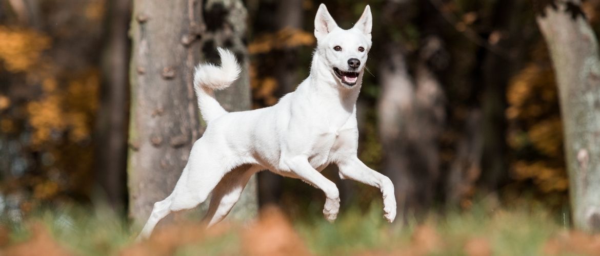 Canaan Dog Auslauf