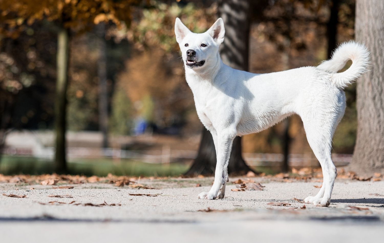 Canaan Dog in der Natur