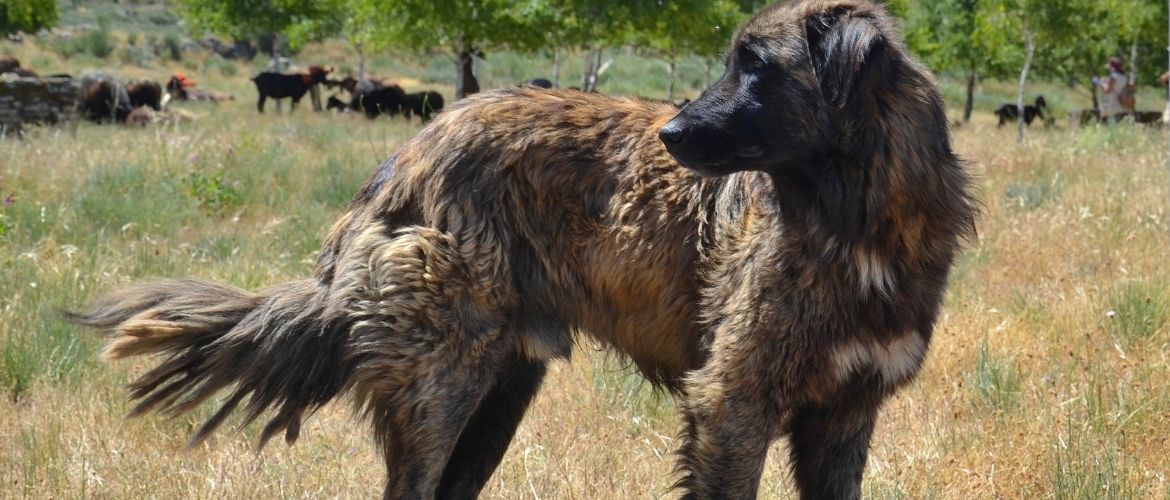 Cão Serra da Estrela - Steckbrief, Charakter, Wesen und Haltung