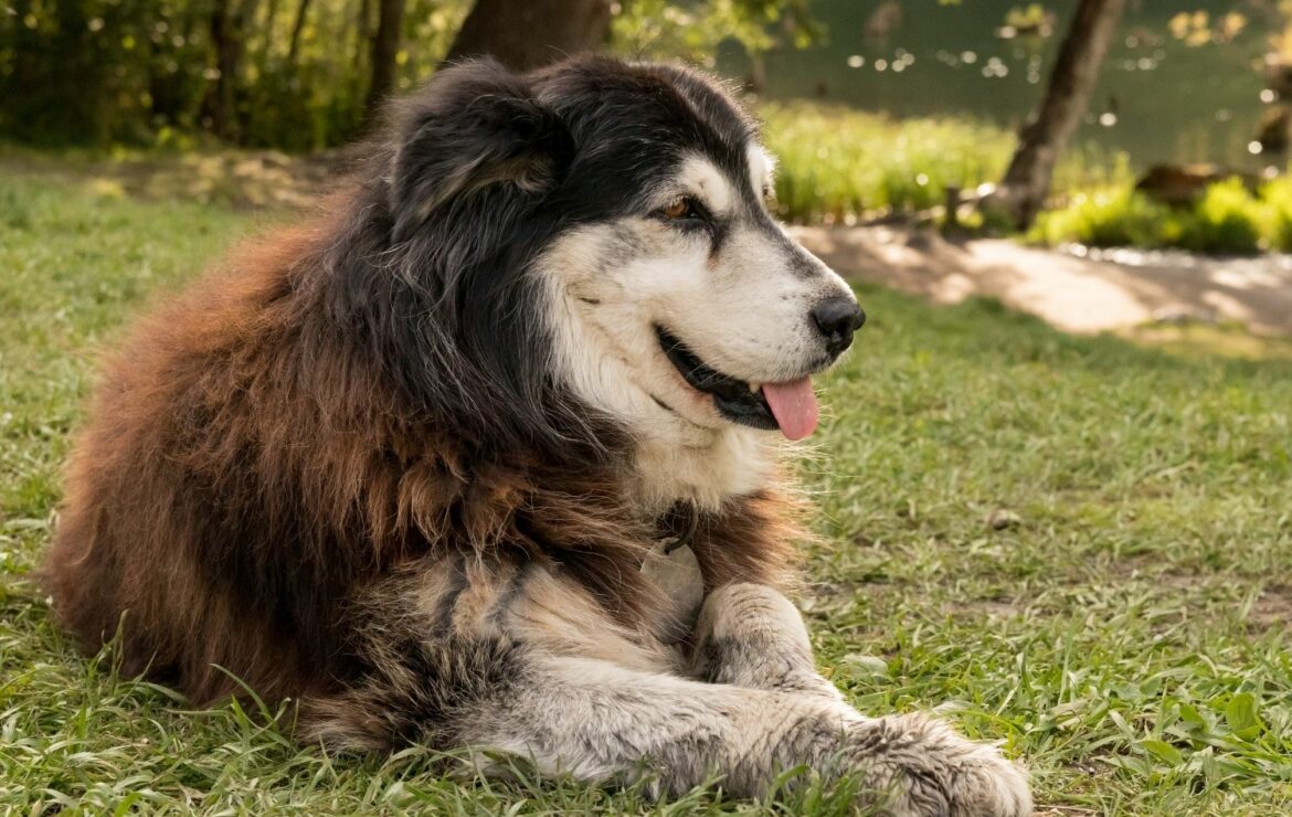 Rumänische Hunderassen Bilder: Zeichnen lernen mit unseren liebsten Vierbeinern!