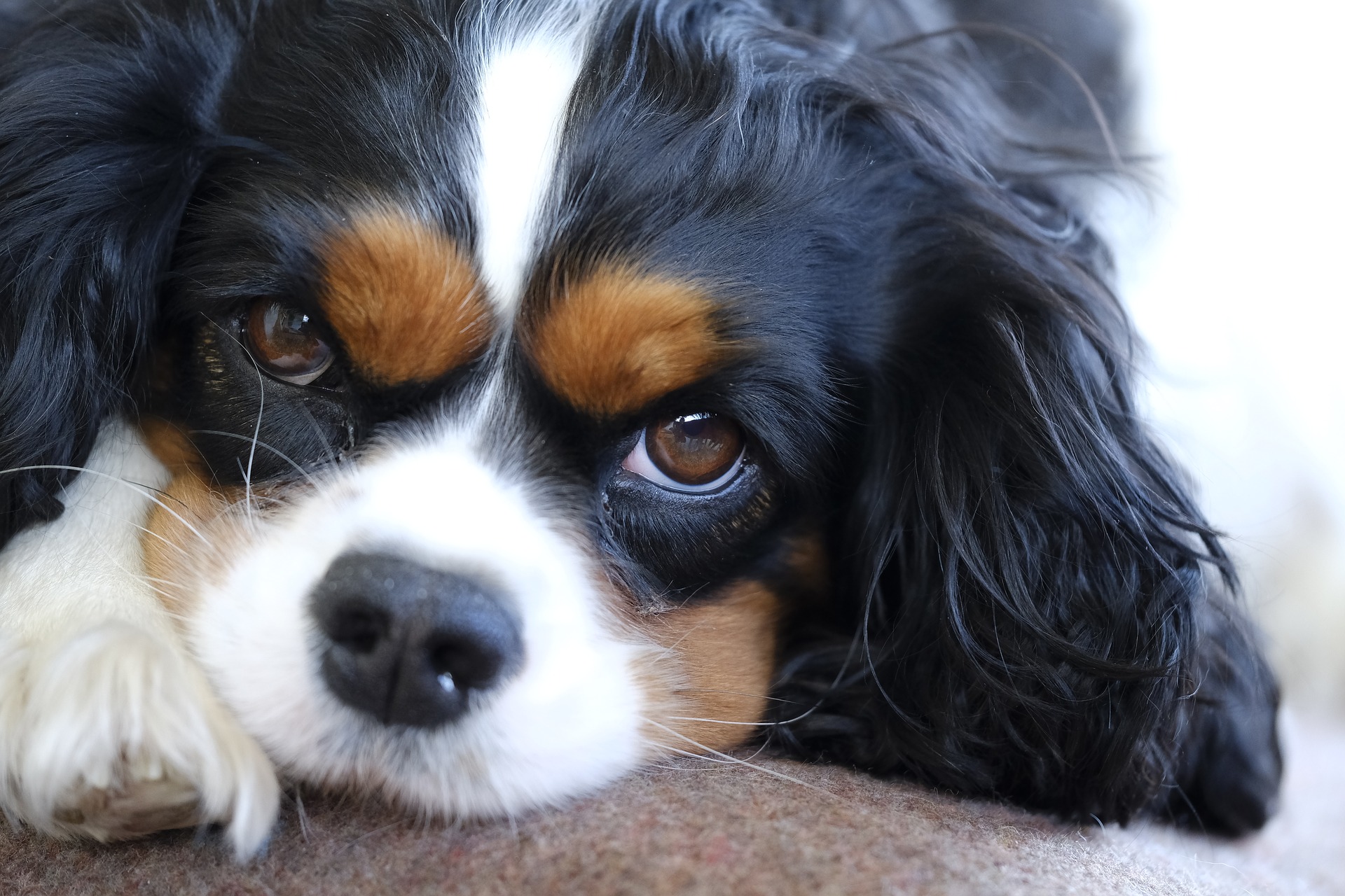 cavalier-king in Schwartz braun weiß Nahaufnahme