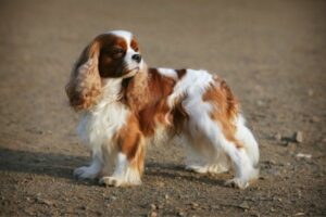 Cavalier King Charles Spaniel im Rasseportrait