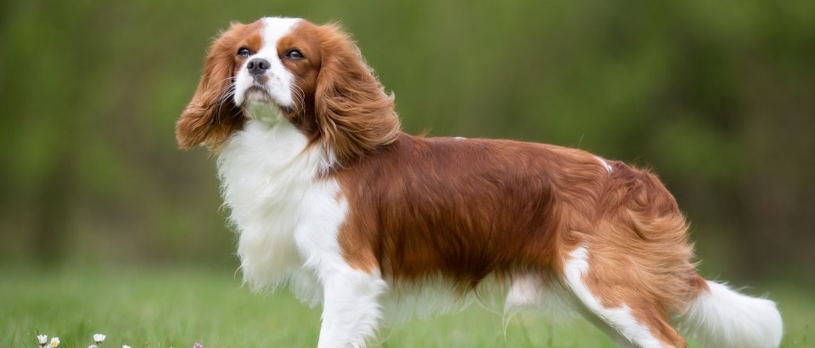 Wie Lange Kann Ein Cavalier King Charles Spaniel Alleine Bleiben