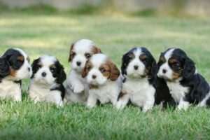 Cavalier King Charles Spaniel im Rasseportrait