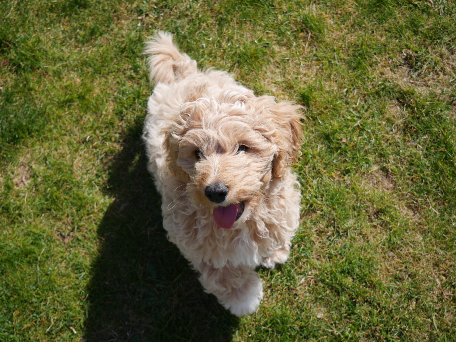 Cavapoo auf Wiese