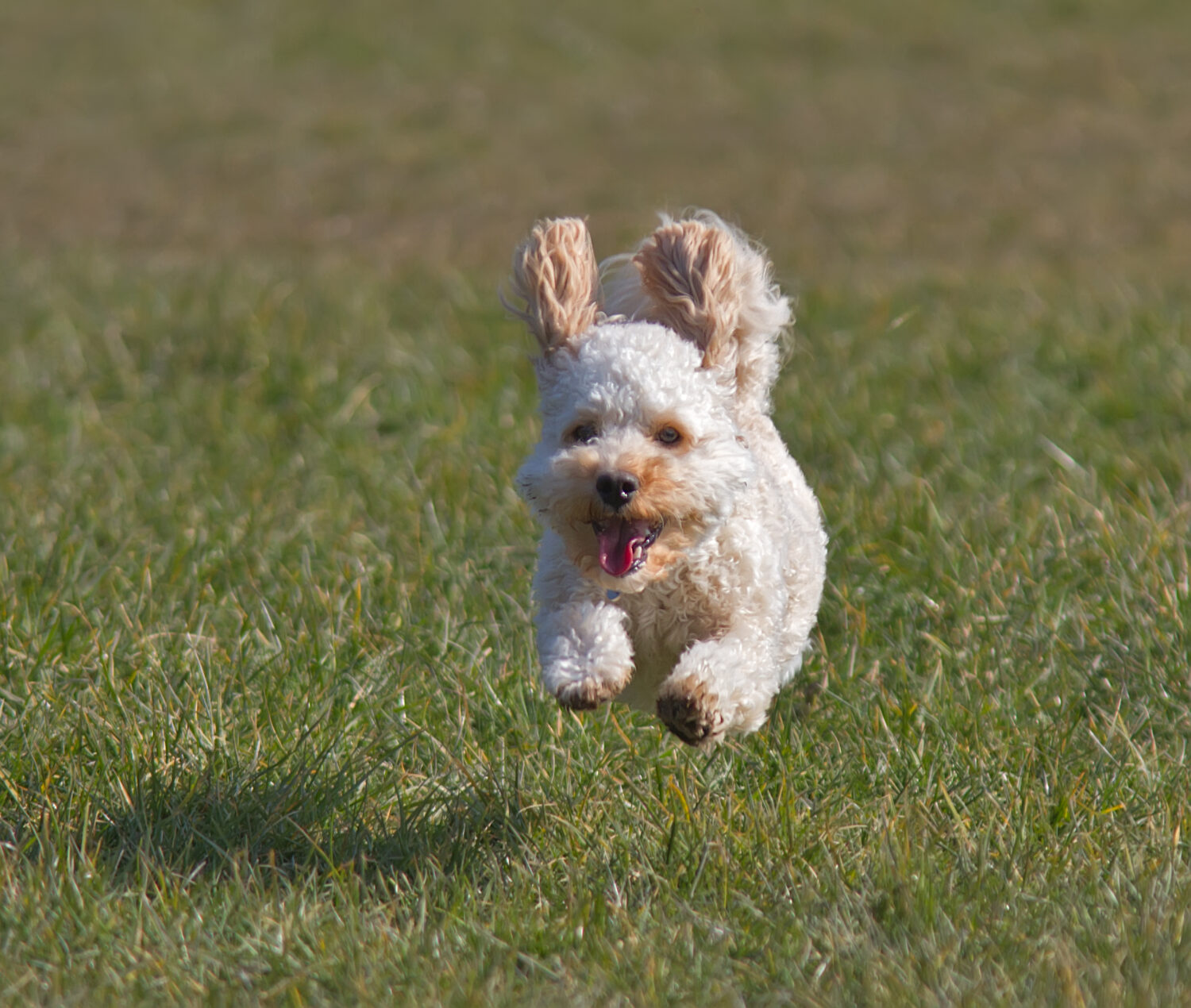 Cavapoo Auslauf