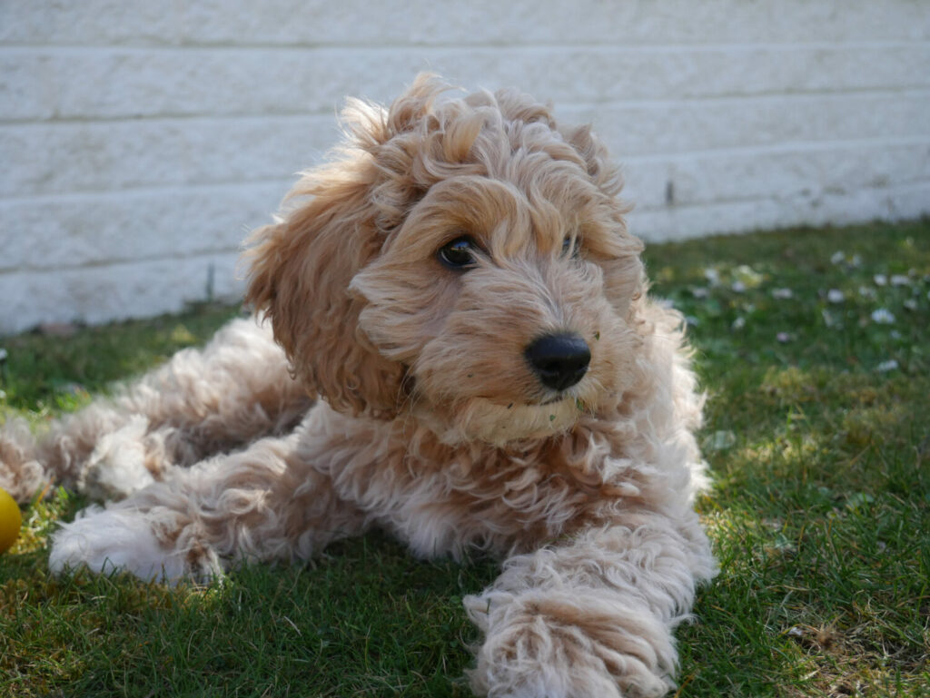 Cavapoo im Liegen