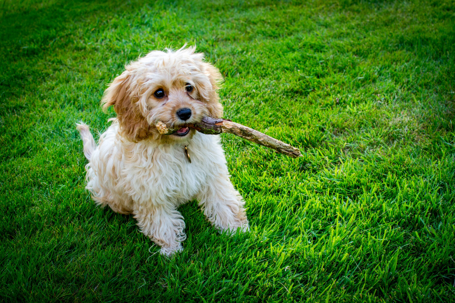 Was ist der Nachteil von Cavapoo?