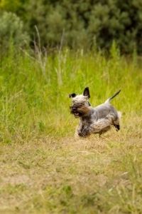 Cesky Terrier Auslauf