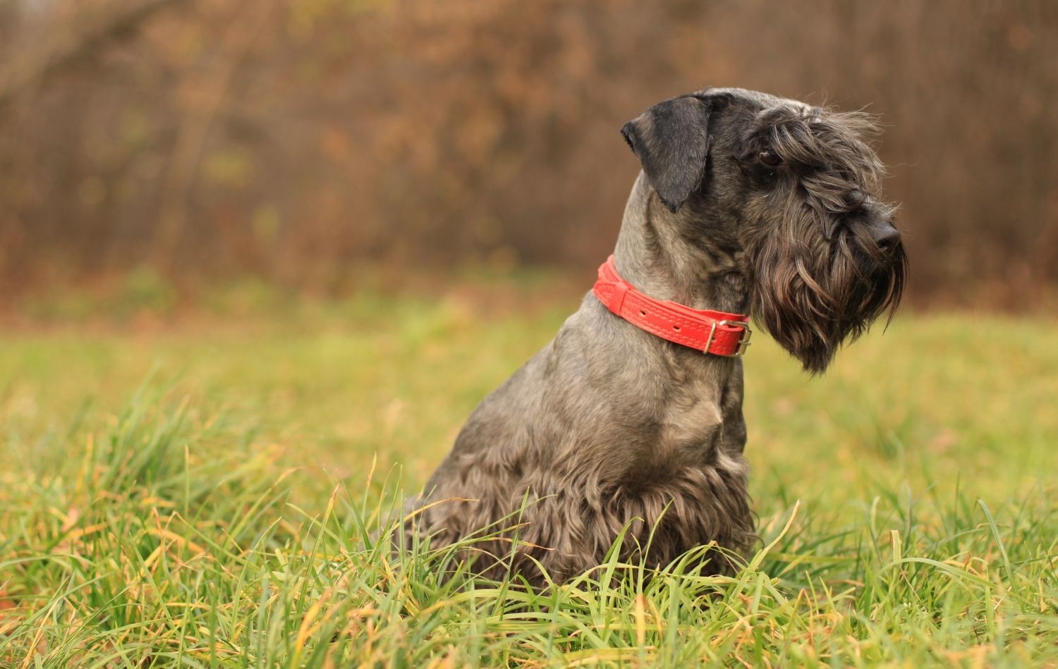 Cesky Terrier im Sitzen