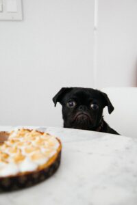Hund hinter Kuchen