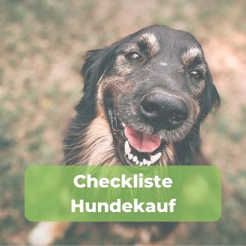 checkliste-hundekauf-download-bild