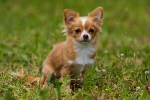 Chihuahua bilder - Die preiswertesten Chihuahua bilder verglichen