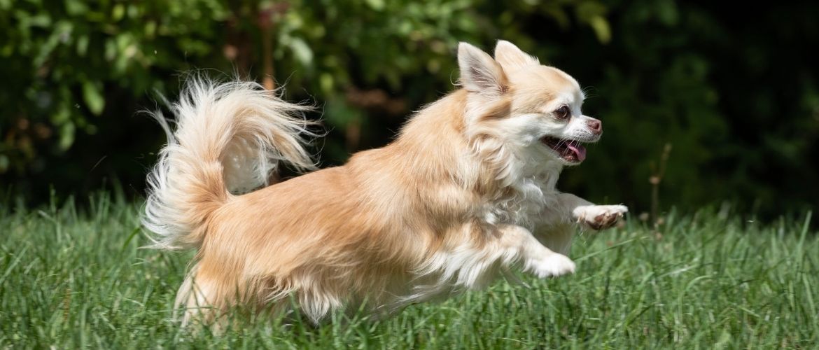 Chihuahua beim Auslauf