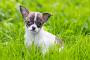 Eine Reihenfolge unserer favoritisierten Chihuahua erziehung
