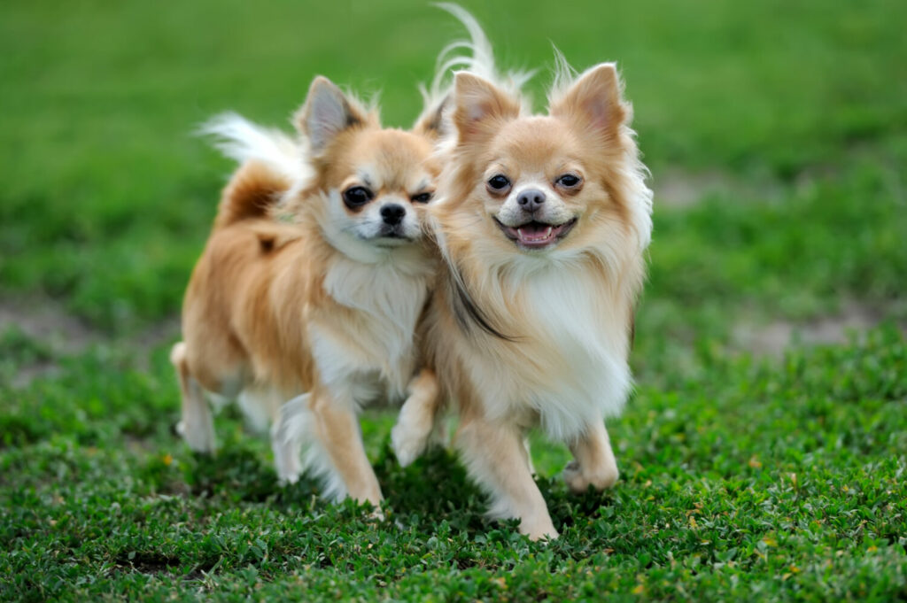 Anhängliche Hunderassen: Chihuahua zu zweit