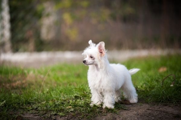 Chinesischer Schopfhund Powder Puff in der Natur