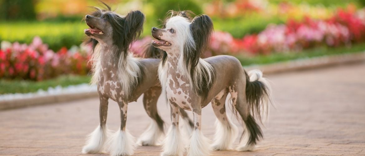 2 chinesische schopfhunde von der Seite