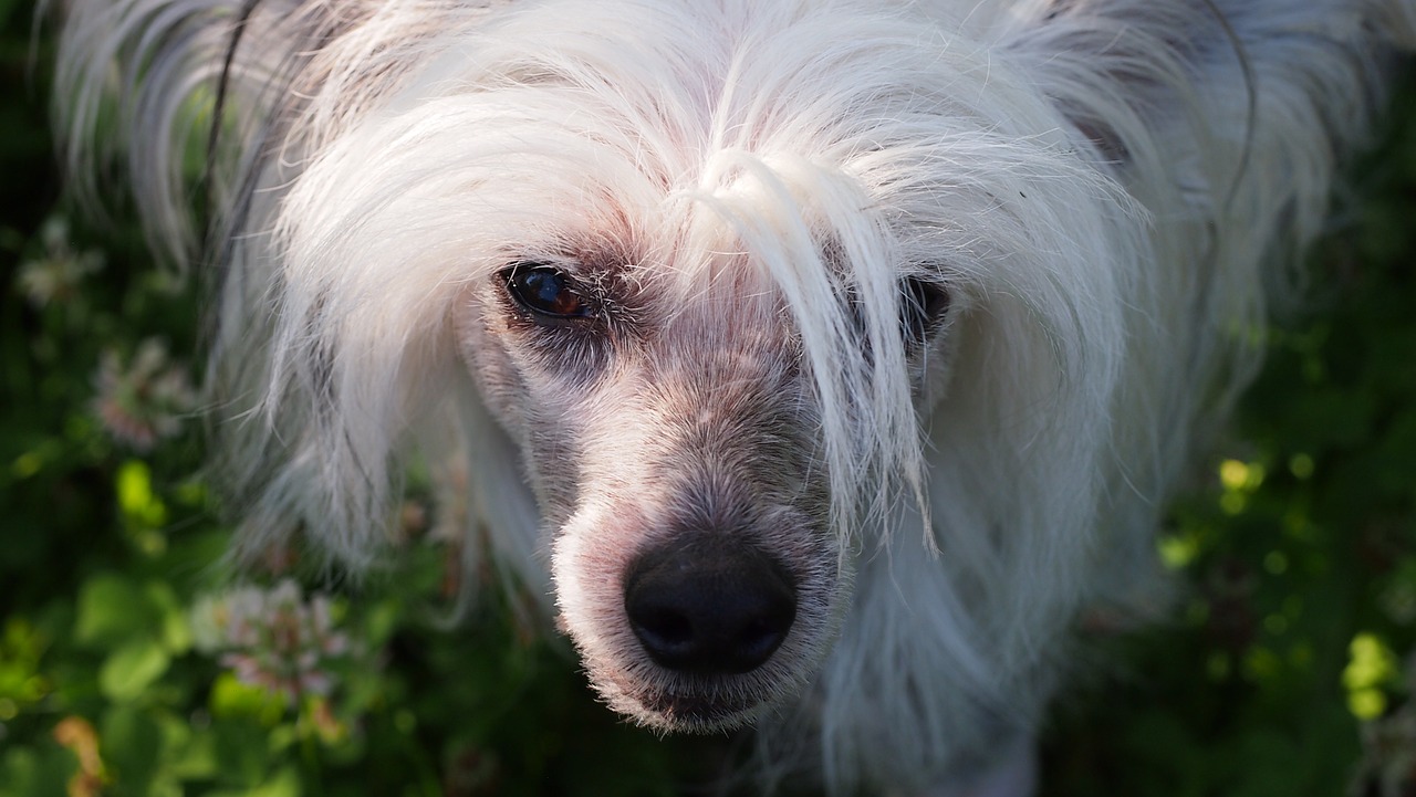 chinesischer schopfhund