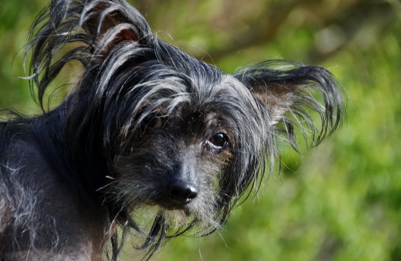 chinesischer schopfhund