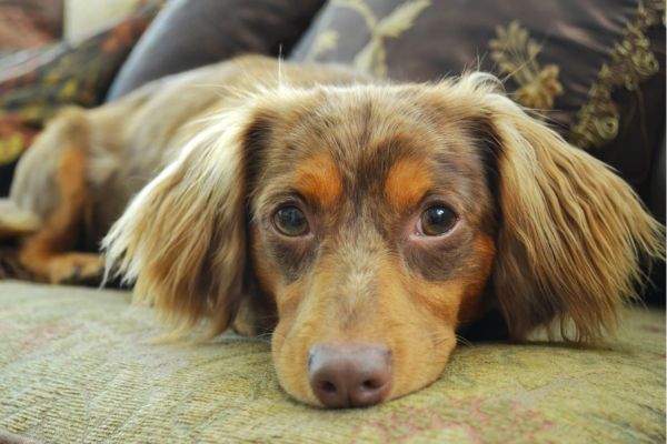 Chiweenie - Liegender Hund im Close-Up