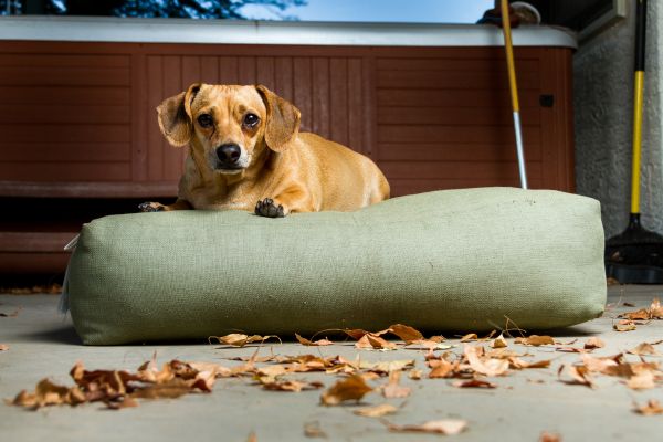 Chieweenie: Hund liegt auf Kissen