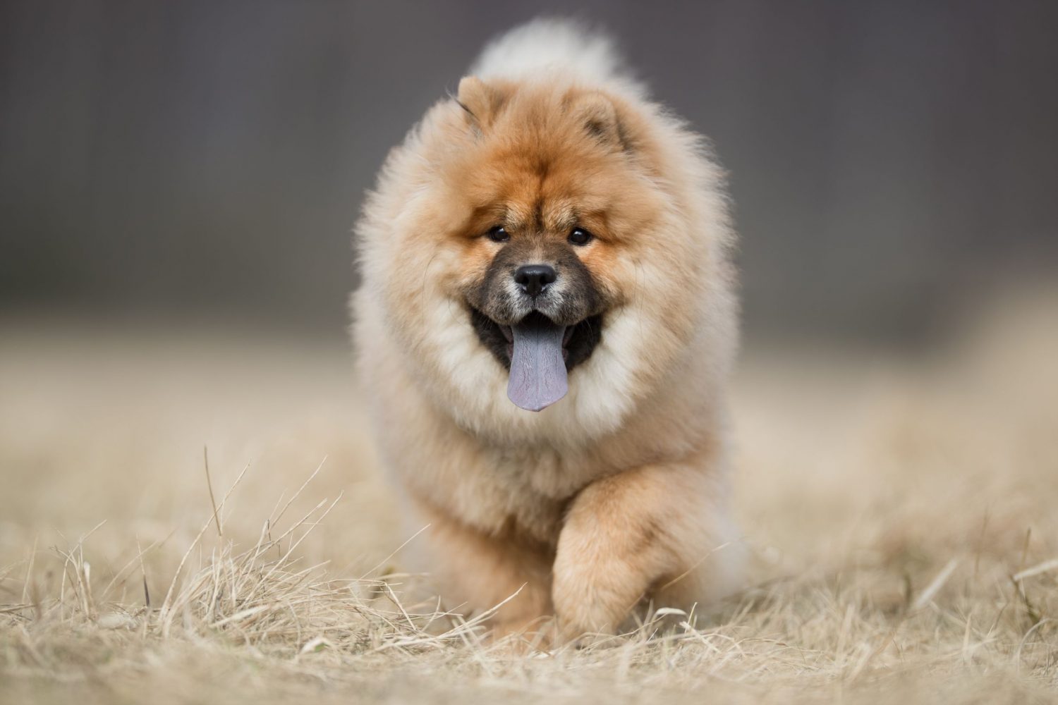 Chow Chow am laufen