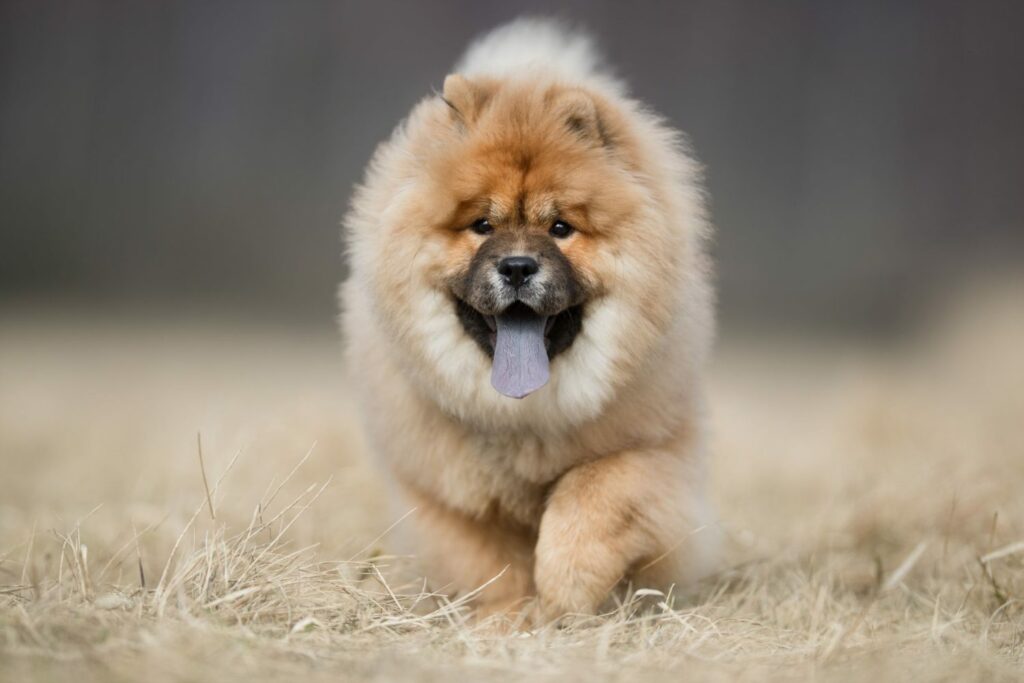 Chow Chow im Rasseportrait: läuft auf Wiese