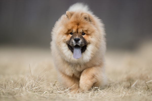 Chow Chow in Bewegung