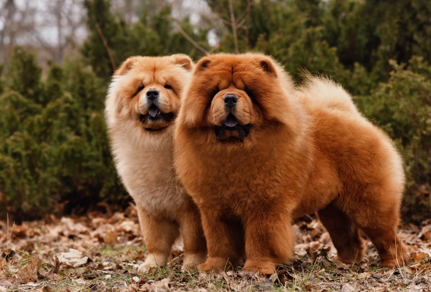 Zwei Chow Chows auf Wiese