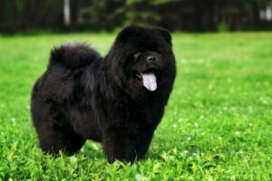 Chow Chow in schwarz